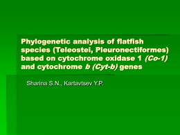 Phylogenetic analysis of flatfish species (Teleostei
