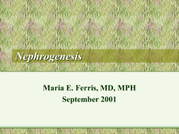 Nephrogenesis