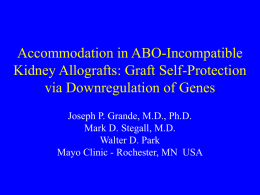 Accommodation in ABO-Incompatible Kidney Allografts: Graft