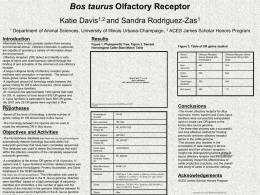 Bos taurus Olfactory Receptor an ExplorACES Poster(Davis