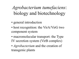 Agrobacterium tumefaciens: biology and biotechnology