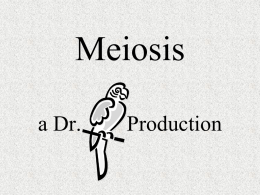 Meiosis Notes - Dr. Annette M. Parrott