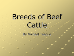 Breeds of Beef Cattle - Saltillo