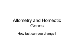 Allometry and Homeotic Genes