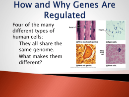 Gene Regulation - yayscienceclass