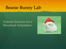 Beanie Bunny Lab - Boone County Schools