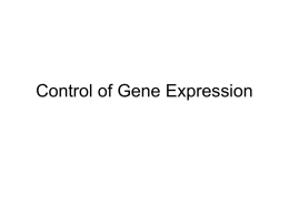Control of Gene Expression - Washington State University