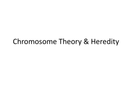 Chromosome Theory & Heredity