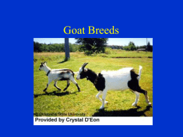 Dairy Goat Breeds - Plainview-Elgin