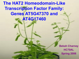 The HAT2 Homeodomain-Like Transcription Factor Family