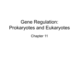 Gene Regulation: Prokaryotes and Eukaryotes