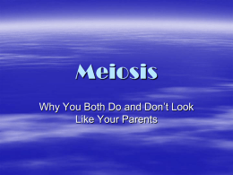 Meiosis - Edublogs