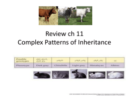 Review ch 11 Patterns of Inheritance