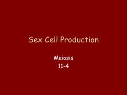 Sex Cell Production - Marblehead High School
