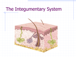 Chapter 7 The Integumentary System