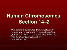 Human Chromosomes Section 14–2