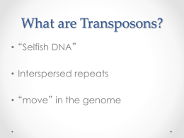 What are Transposons?