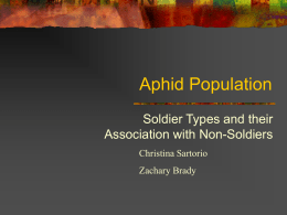 Aphid Population
