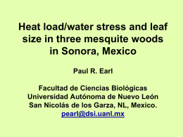 Heat load/water stress and leaf size in three mesquite woods in