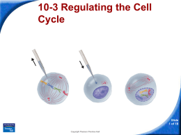 section 10-3 PowerPoint: Cell cycle regulation