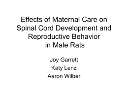 Effects of maternal care on spinal cord development and
