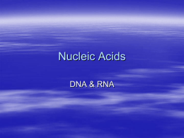 Nucleic Acids - Fort Bend ISD / Homepage