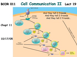 19 Cell Signaling 10 17 05