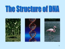 structure of DNA