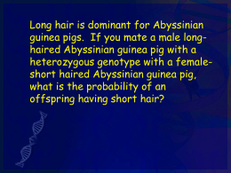 Long hair is dominant for Abyssinian guinea pigs. If you mate a male