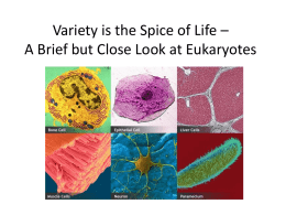 Eukaryote Variety