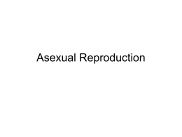 Sexual Preproduction and Meiosis