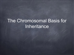 The Chromosomal Basis for Inheritance Thomas Hunt Morgan Early