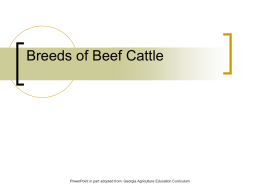 Beef Breeds Power Point