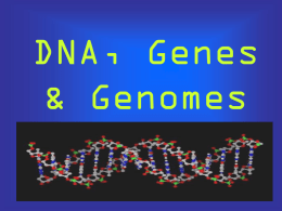 DNA, Genes & Genomes