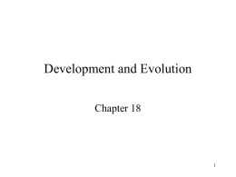 Development and Evolution - NAU jan.ucc.nau.edu web server