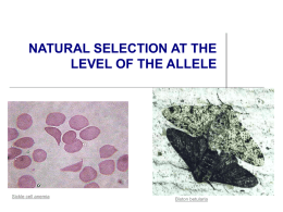 Natural Selection and Alleles