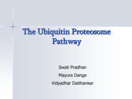 The Ubiquitin Proteosome pathway