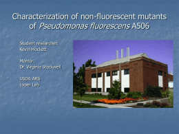 Characterization of non-flourescnet mutants of Pseudomonas