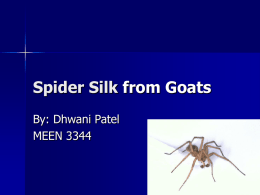 Spider Silk from Sheep