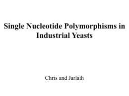 Single Nucleotide Polymorphisms in Industrial Yeasts