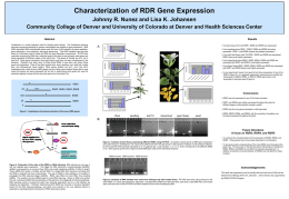 Characterization of RDR Gene Expression Johnny R. Nunez and