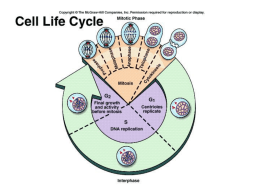 cell cycle - APBiologyWiki