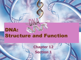 DNA Structure + Function 12