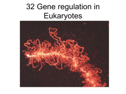 33_eukaryote1