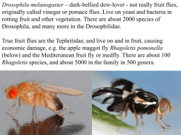 Drosophila melanogaster - School of Life Sciences