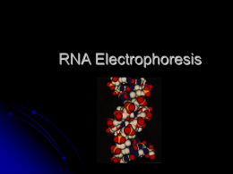 RNA Electrophoresis