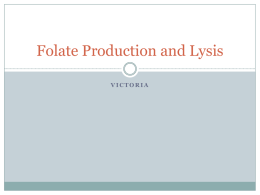 Folate Production and Lysis