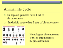 Sex chromosome