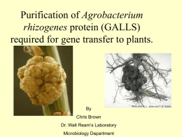 Agrobacterium tumefaciens and A. rhizogenes