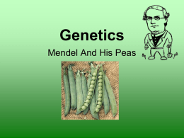 Mendel and His Pea Plants PowerPoint